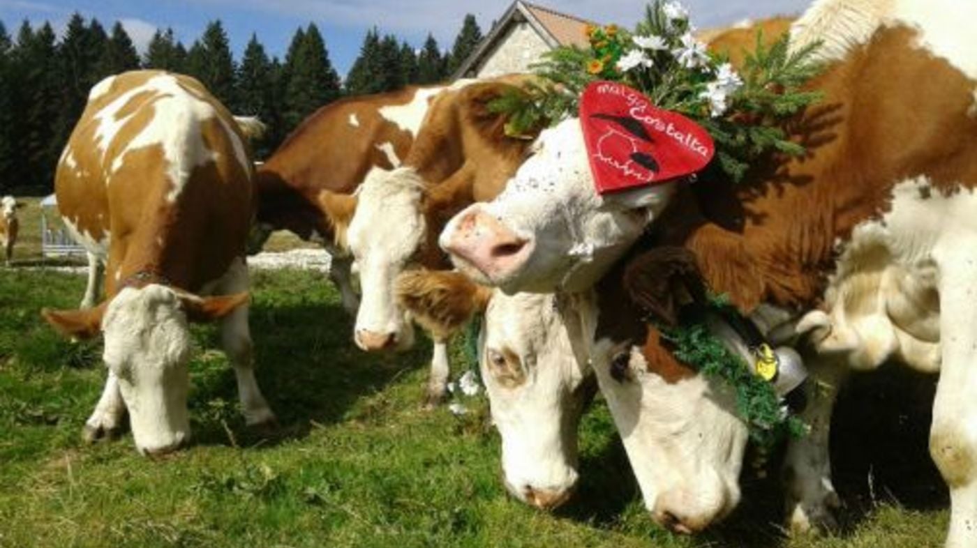 LA DESMONTEGADA CIMBRA - Abevazzan in Pèrge, 17 settembre 2016 Lusérn