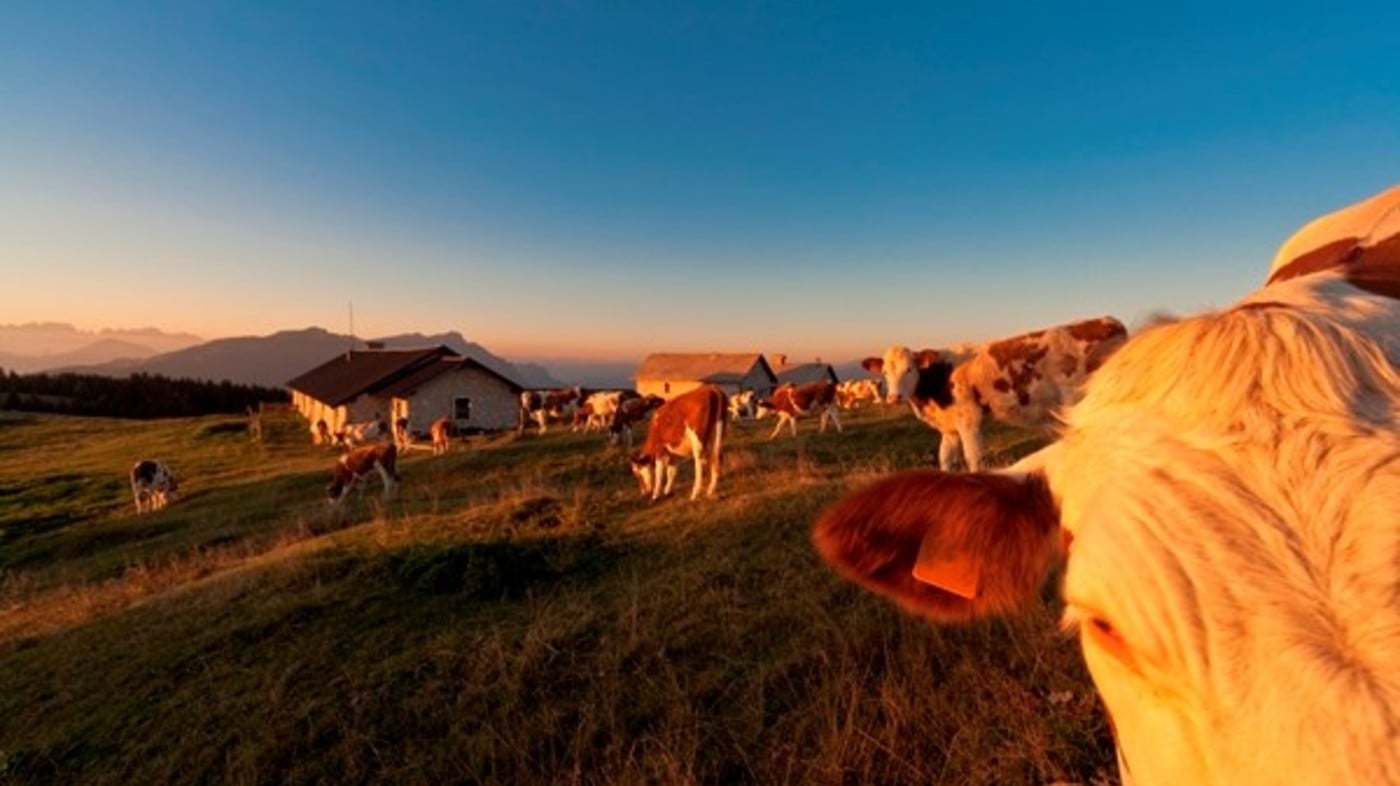 ALBE IN MALGA: quando l'alpeggio prende vita. Domenica 24 luglio a Malga Millegrobbe