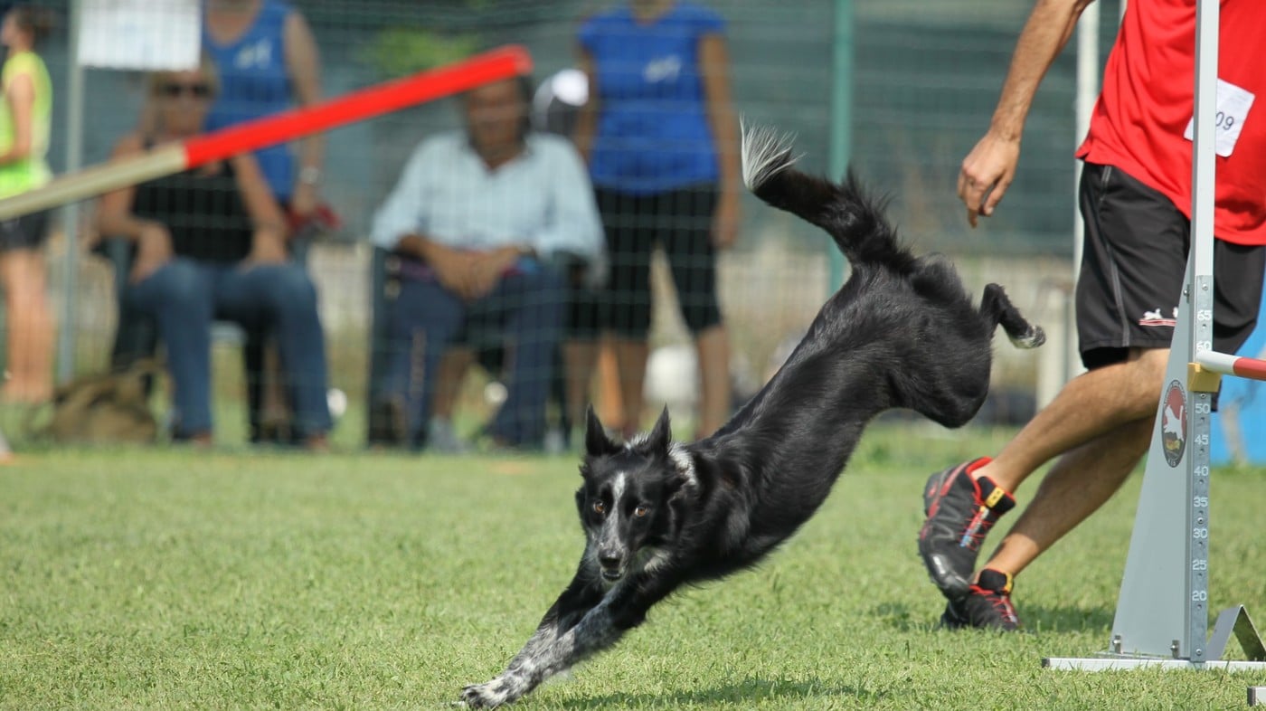 A Malga Millegrobbe la gara di Agility Dog più alta d’Italia