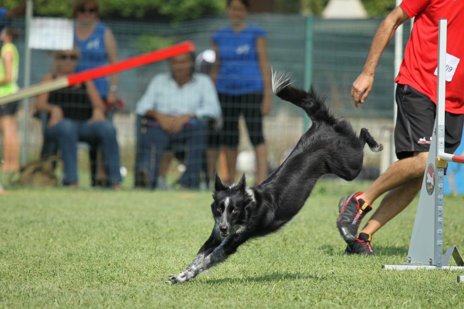A Malga Millegrobbe la gara di Agility Dog più alta d’Italia - Azienda ...