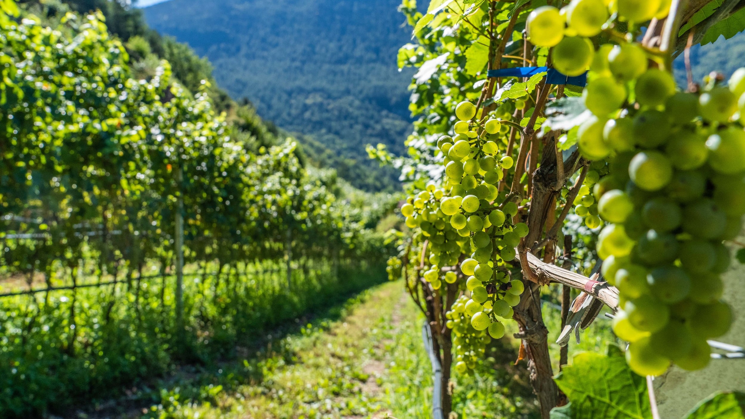 Torniamo alla tradizione