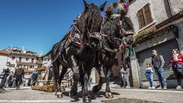 I Boscaroi del’Altopiam