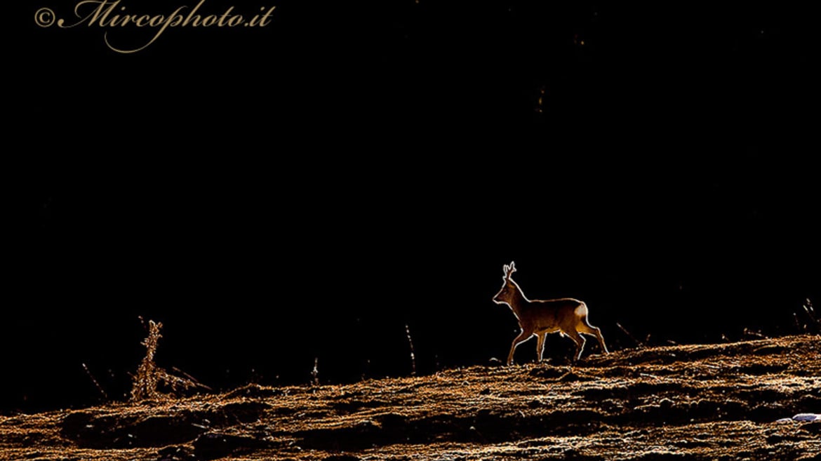 Animal Watching al Tramonto