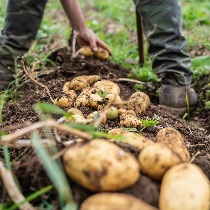 Torniamo alla natura