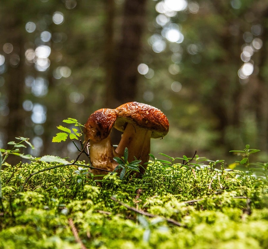 Alpe Cimbra im Trentino: