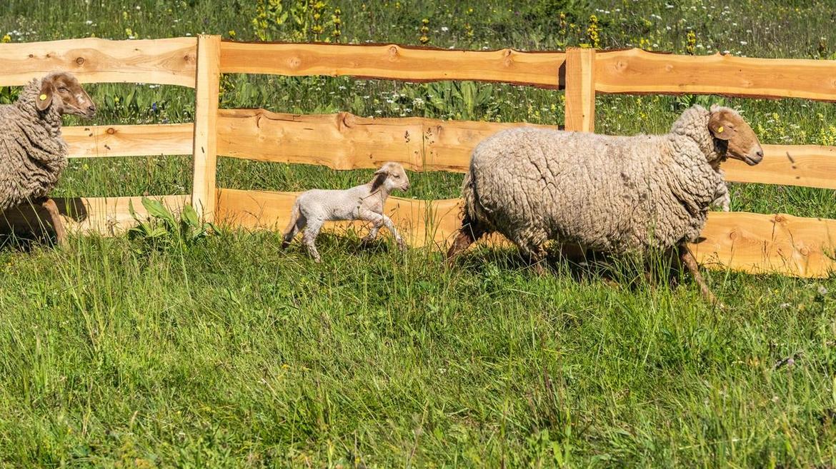La morbidezza della lana