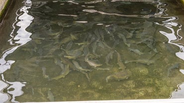 Impianto Ittico Tamanini