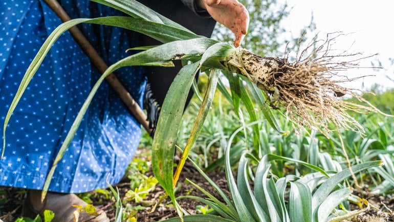 Una vacanza green tra le Alpi? L’Alpe Cimbra in Trentino è una destinazione Alpine Pearls