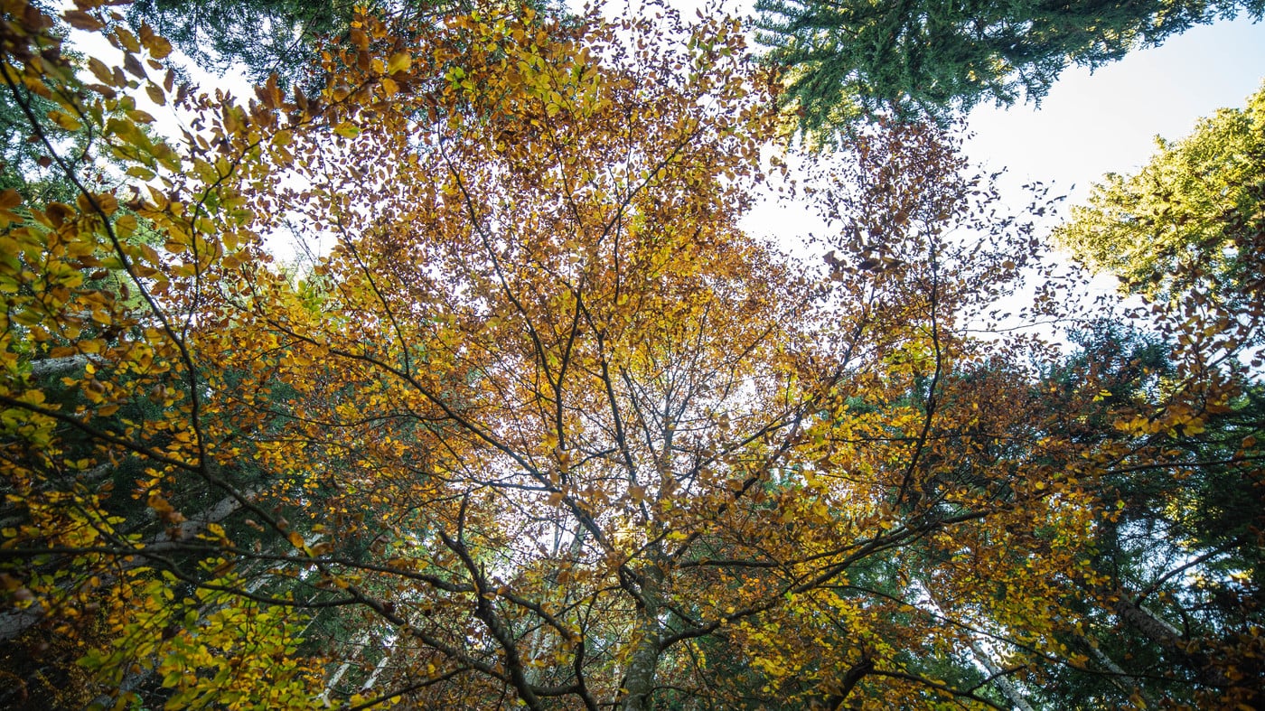 Fotografiamo il Foliage
