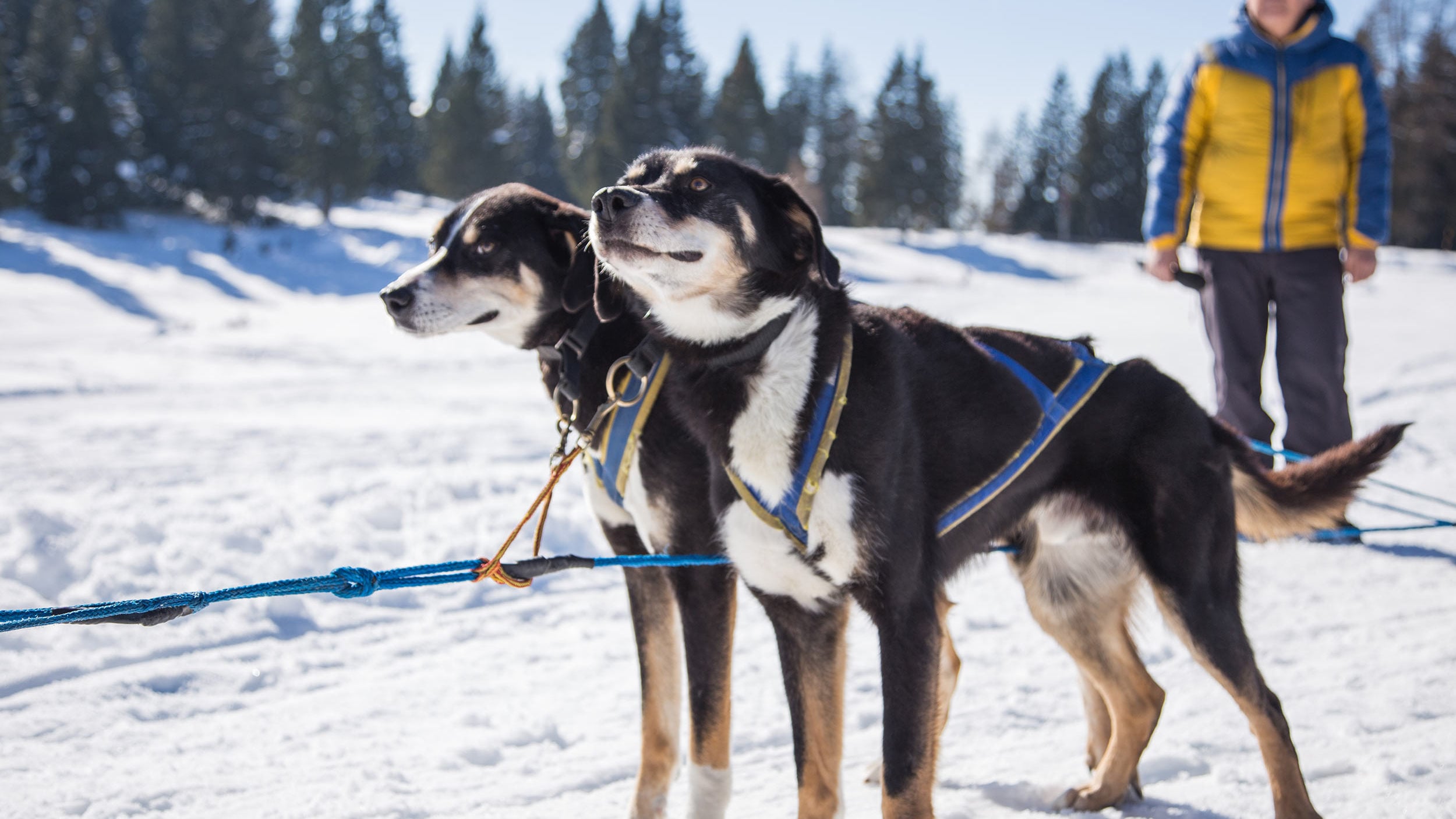 A pet-friendly holiday