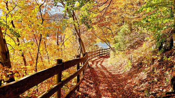 Escursione Ad Anello Respiro Degli Alberi - Monte Cimone - Drago Di Vaia - Lavarone