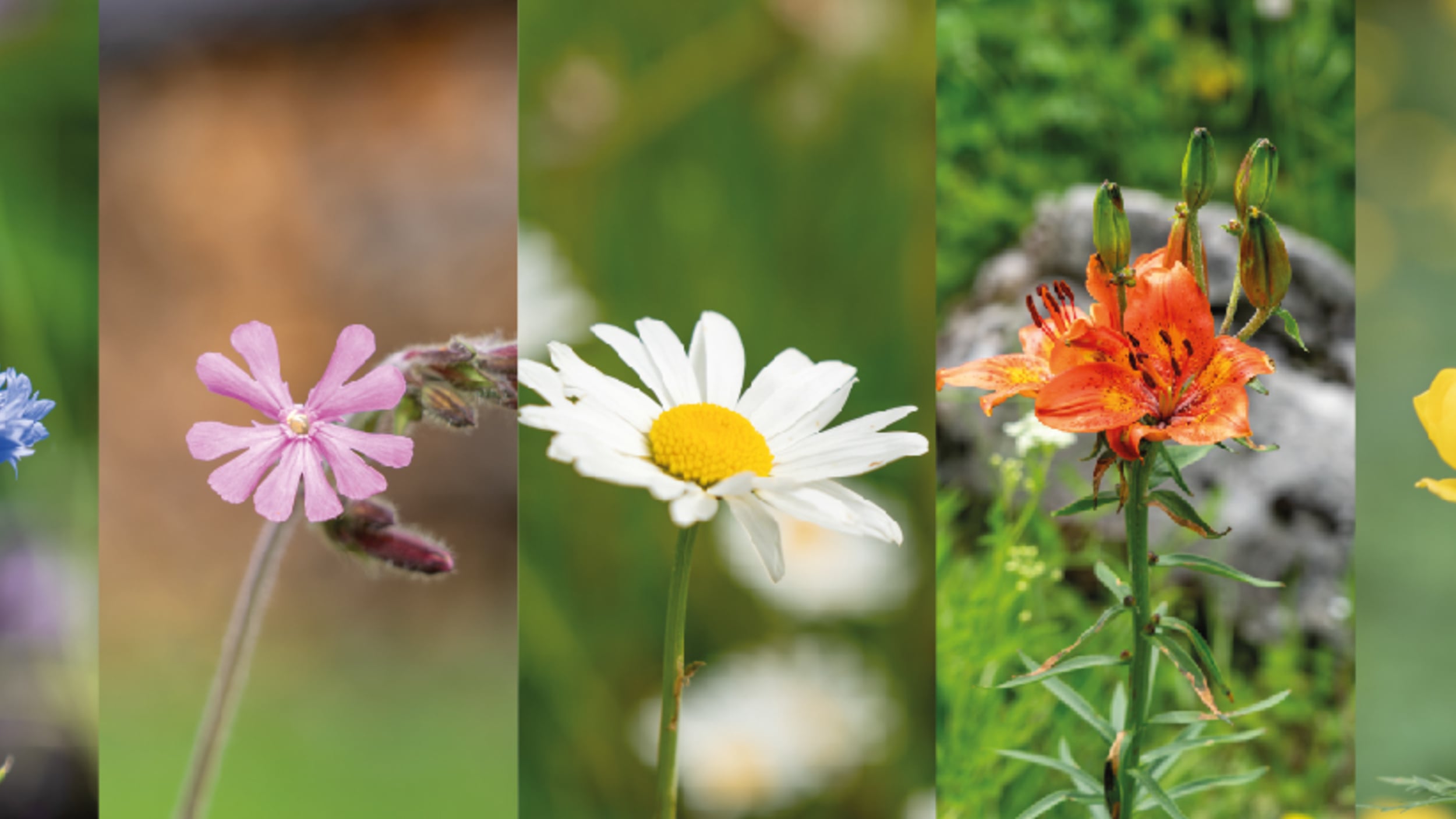 Alpen Botanischer Garten