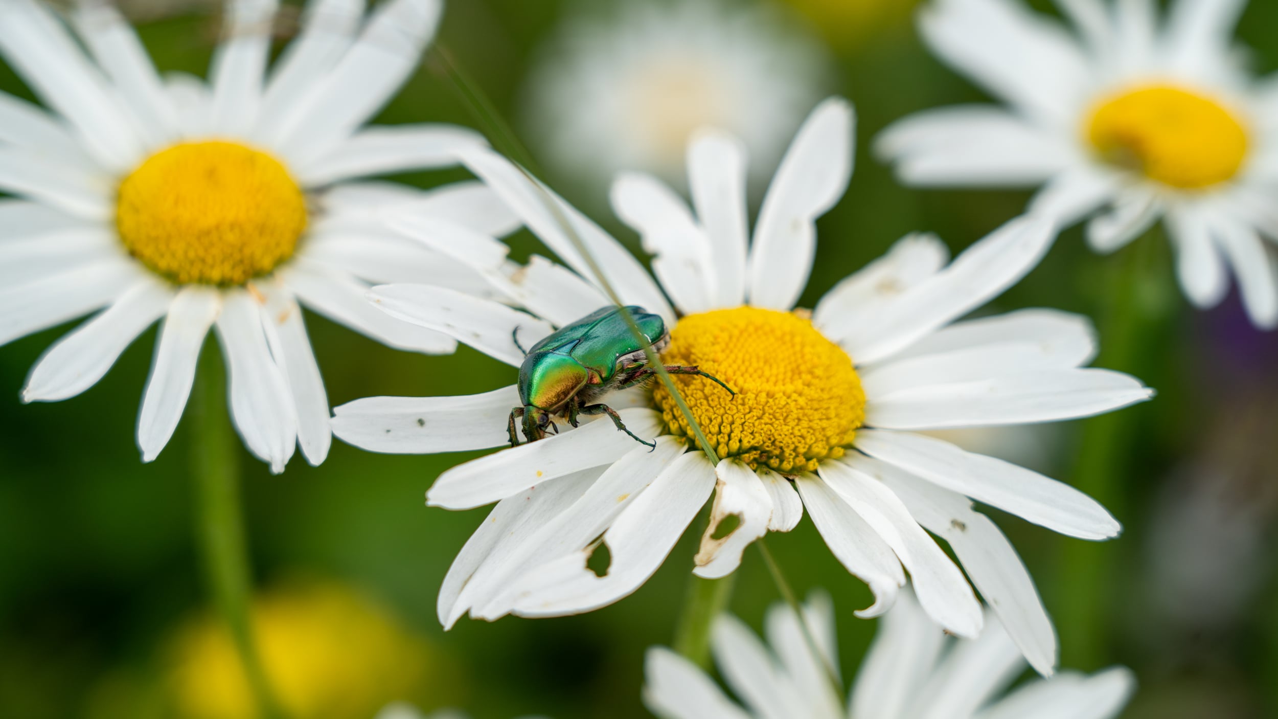 Alpiner Botanischer Garten am Passo Coe