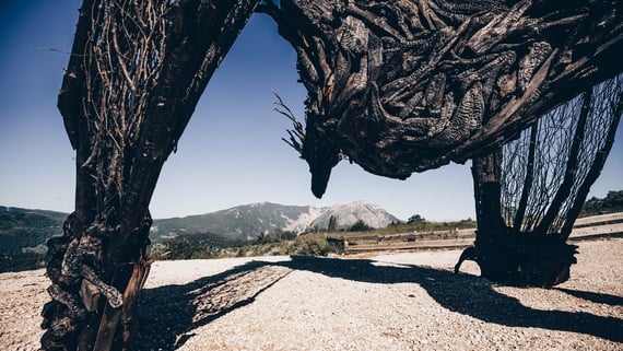 Drago Vaia Regeneration