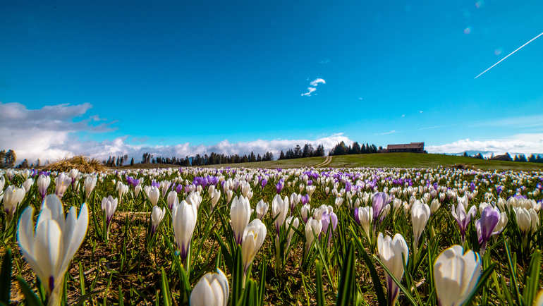 Incantevole Alpe Cimbra