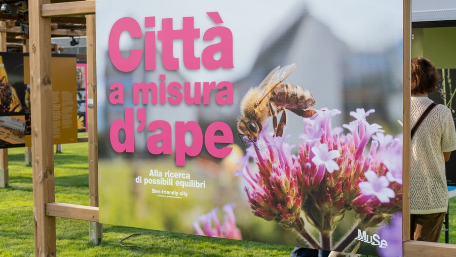 Bienenfreundliche Stadt. Auf der Suche nach möglichen Gleichgewichten – Wechselausstellung