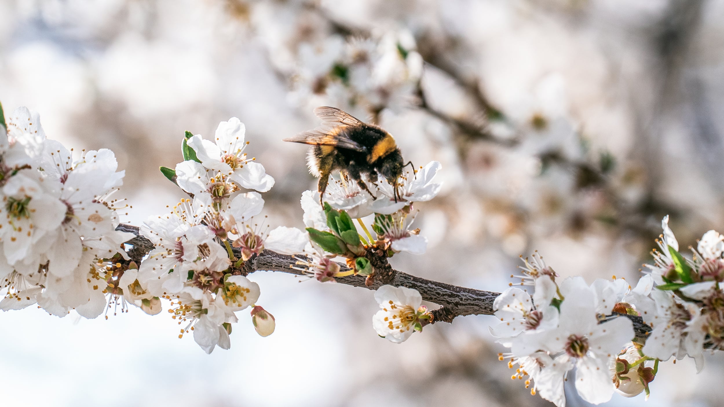 Bienenfreundliche Stadt. Auf der Suche nach möglichen Gleichgewichten – Wechselausstellung
