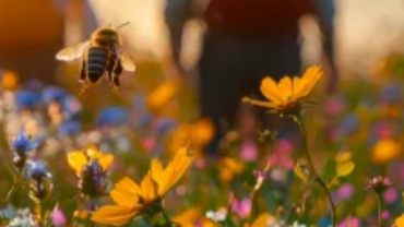 Bee Trek: Il Cammino delle Api