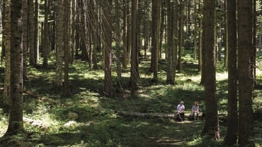 THE WORK - STASIS, EQUILIBRIUM, ECOSYSTEMS IN THE BEGINNING