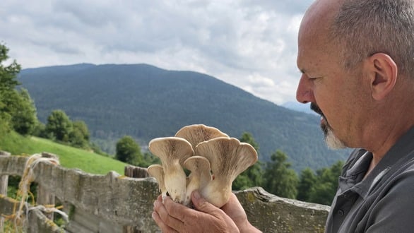 Il Cardoncello Cimbro