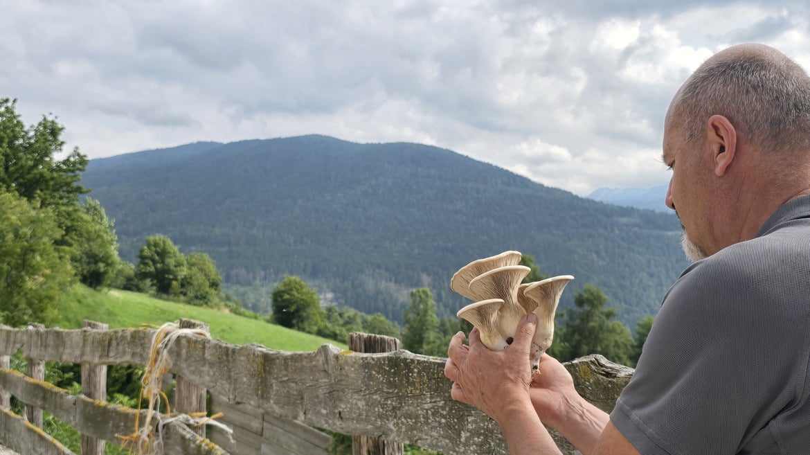 Il Cardoncello Cimbro