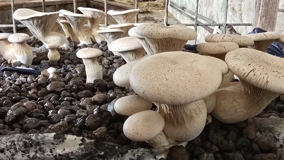 Il Cardoncello Cimbro