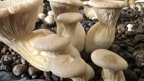 Il Cardoncello Cimbro