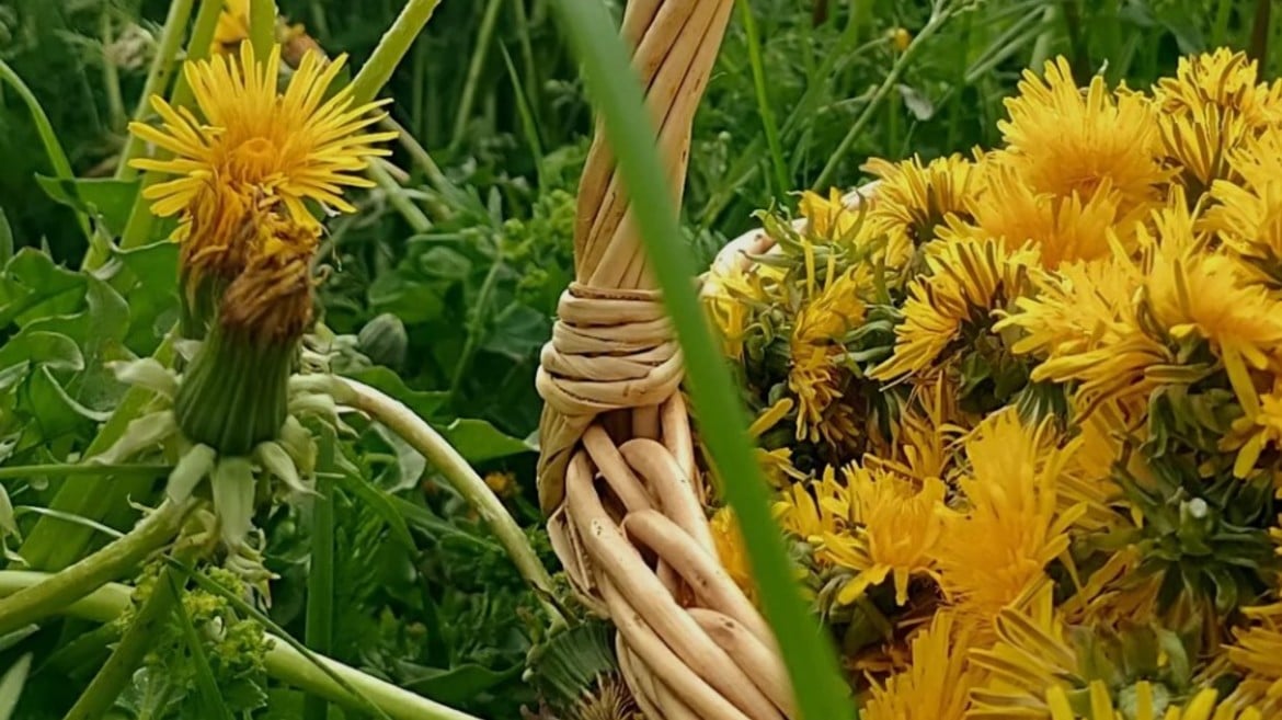Azienda agricola Piano Terra