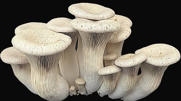 Azienda agricola Valle Gianluca