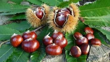 Cooperativa Castanicoltori del Trentino Alto Adige