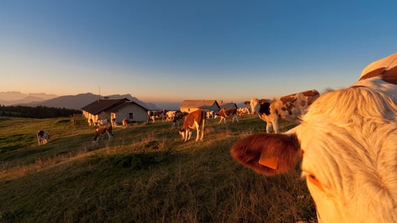 Pädagogische Bauernhöfe