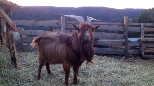 Azienda Agricola Maso Guez