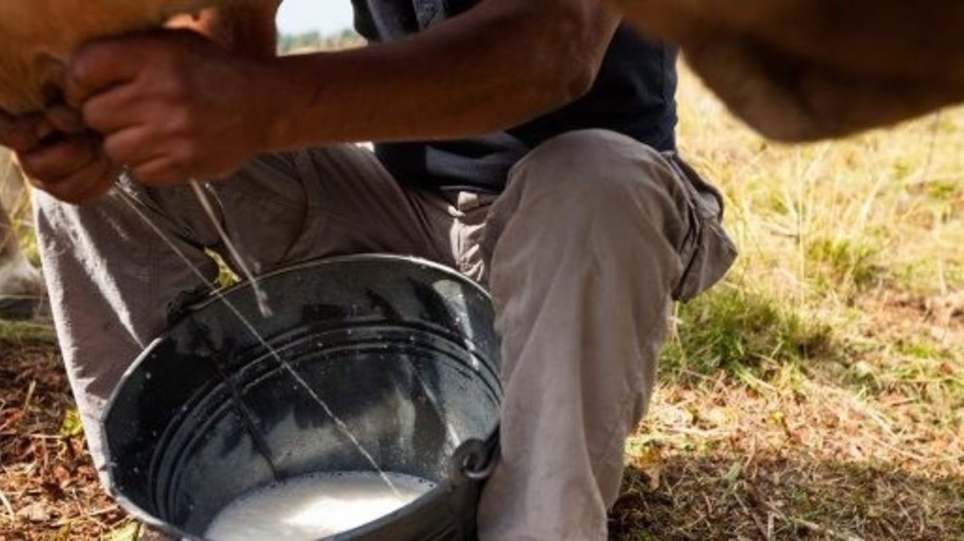 LATTE IN FESTA sull’alpeggio di Vezzena