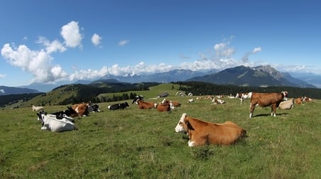 LATTE IN FESTA sull’alpeggio di Vezzena